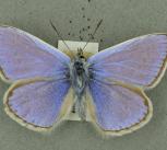 Common blue butterfly Common blue butterfly