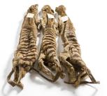 Three thylacine skins Three thylacine skins