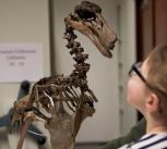 Child looking at dodo skeleton dodo