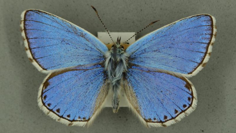 adonis blue