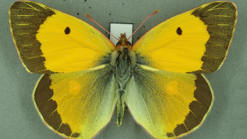 Clouded yellow