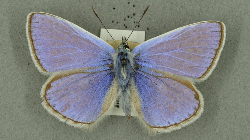 common blue