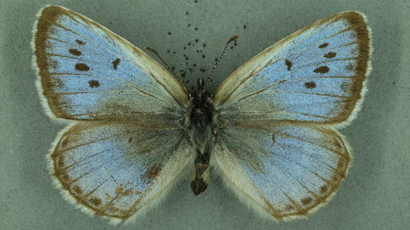large blue large blue