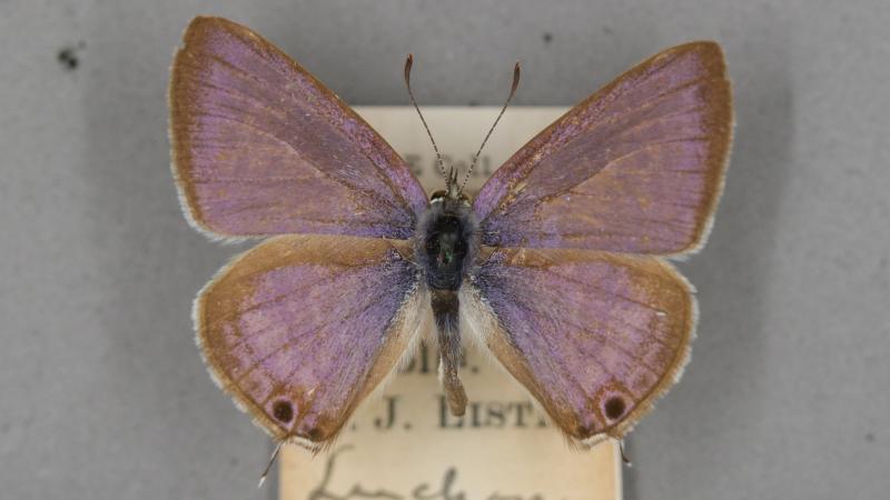 long-tailed blue