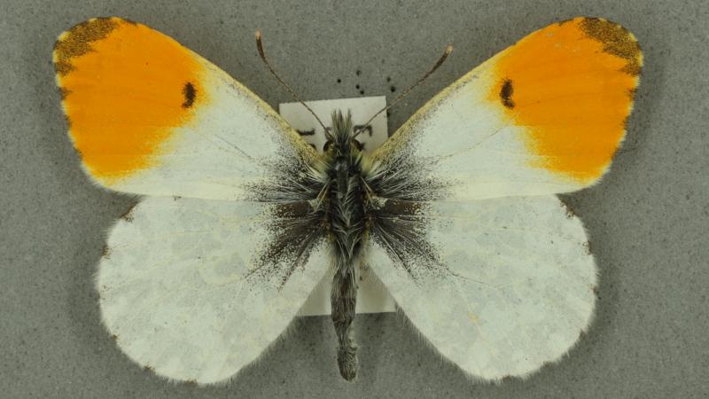 Orange-tip
