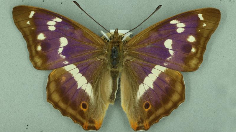 Purple emperor Purple emperor