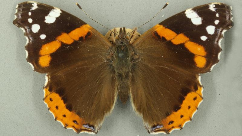 red admiral