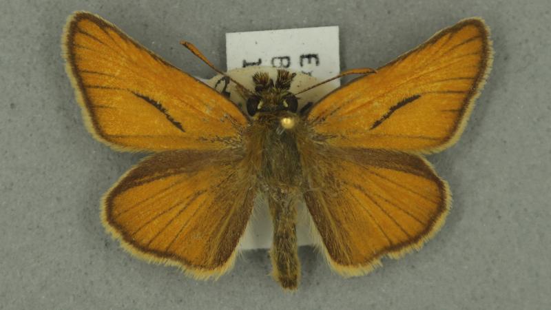Small Skipper