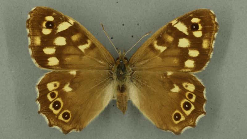 speckled wood