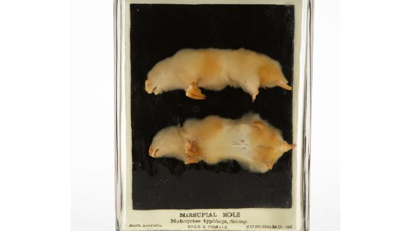 Marsupial mole