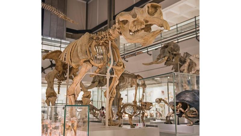 Diprotodon