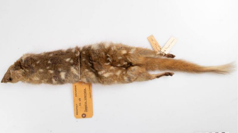 Eastern quoll