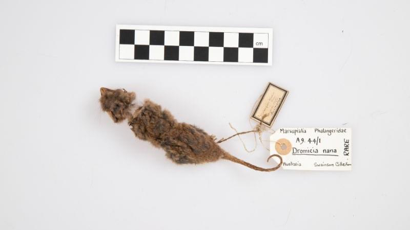 Eastern pygmy possum
